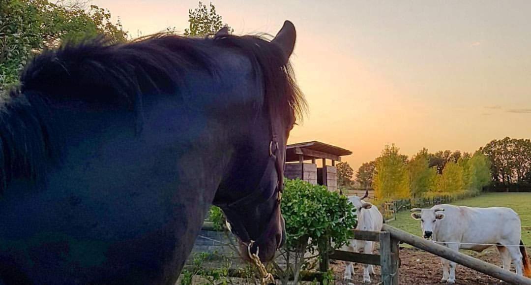 La Magnifica B&B Fauglia Zewnętrze zdjęcie